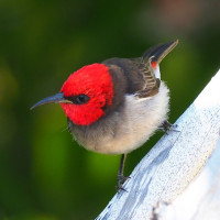 Red-headed Honeyeater